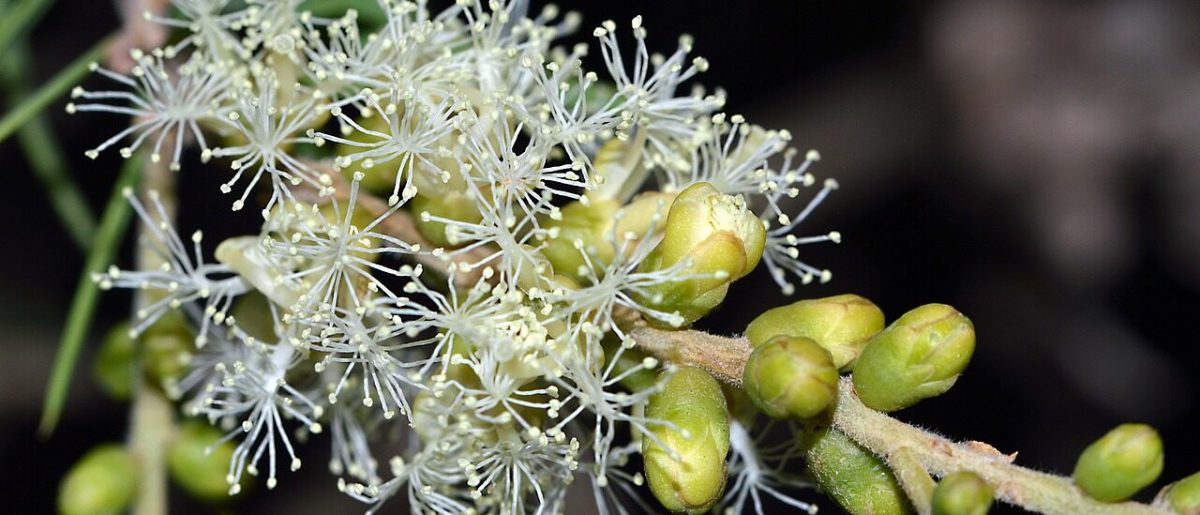 melaleuca-squarrosa-g39e1429f8_1280